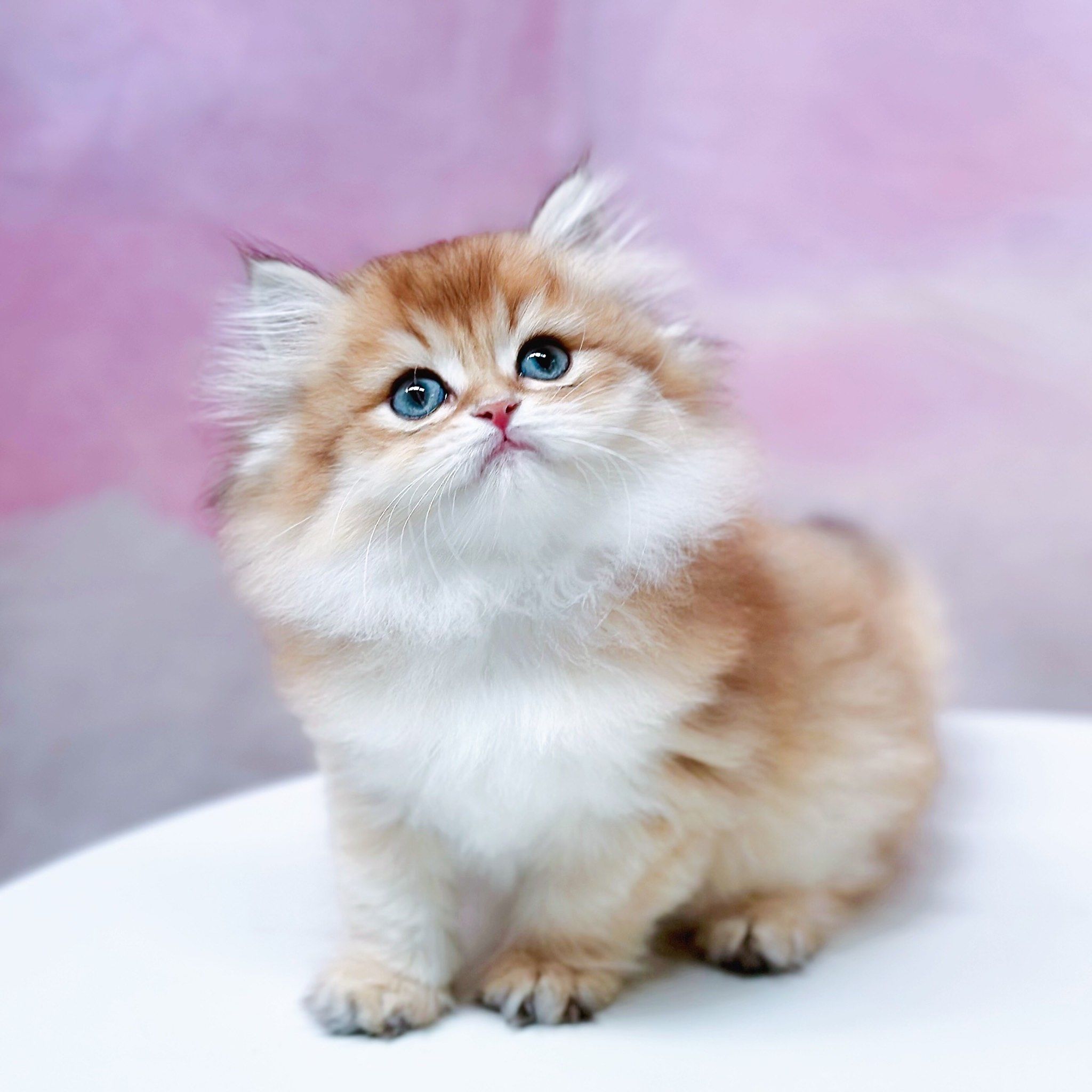 英长金渐层弟弟