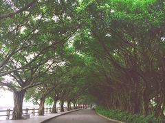 -大湾区中央湿地公园