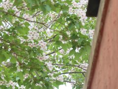 -妙应寺白塔