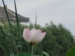 -呼兰河口湿地公园