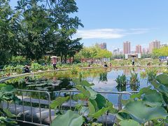 -莲花池公园