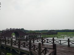 -荷塘月色湿地公园·向阳花洲