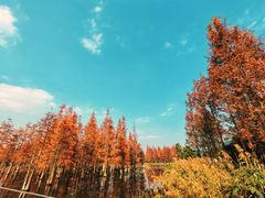 -白鹭湾湿地公园