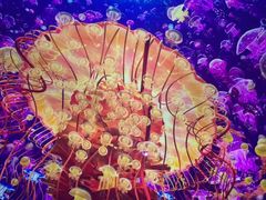 -海合安武汉极地海洋公园