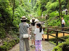-莫里热带雨林景区