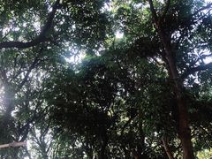 -紫马岭公园