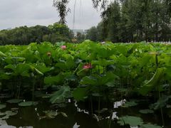 -飞虎过桥米线(翠湖店)