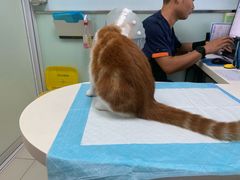 -纳吉亚猫专科动物医院博雅分院