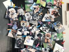 -Oh My Dog宠物沙龙(伊珊娜皮毛护理店)