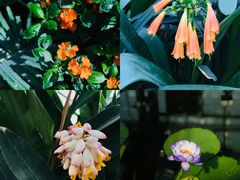 -国家植物园南园