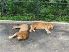 -大连森林动物园