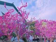 -莫愁湖公园