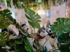 -Husky Go! 哈士奇体验馆·宠物咖啡厅狗咖