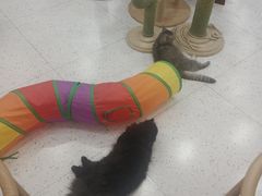 -喵园·猫主题咖啡厅·撸猫·猫咖(国贸店)