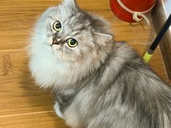 -瑞鹏宠物医院·骨科·猫科·内科(第一中心)