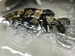 -班赞海鲜市场