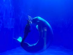 -多彩贵州城极地海洋世界