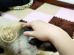 -三花喵·撸猫购宠·宠物生活馆(虹桥南丰城店)