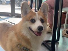 -心仪动物医院·牙专科·肿瘤·心脏科(西客站院)