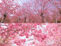 -天适樱花悠乐园