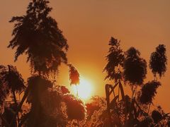 -洋湖国家湿地公园