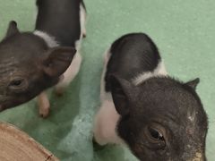 -藦茜花园宠物主题亲子互动体验馆(国顺东路店)
