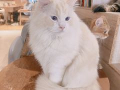 -藏猫猫咖啡主题馆(中央大道店)