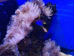 -芜湖新华联大白鲸海洋公园