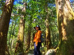 -天目山大树王景区