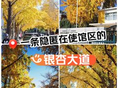 -三里屯东五街银杏大道