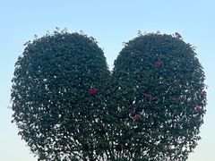 -东莞植物园