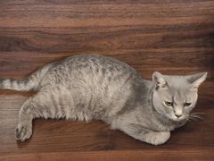 -猫岛主趣味餐厅(鼓浪屿店)