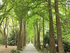 -上海滨江森林公园