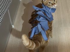 -瑞派福兴宠物医院犬猫全科·骨科·中西医结合(河东店)