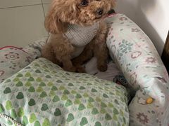 -关爱动物医院·心脏·中兽医·异宠(金牛路分院)