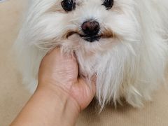 -鑫艺宠物美容培训学校