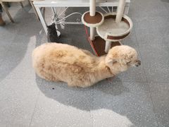 -共舞时光猫咖·狗咖(新街口店)
