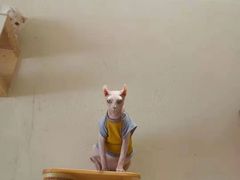 -藏猫猫咖啡主题馆(中央大道店)