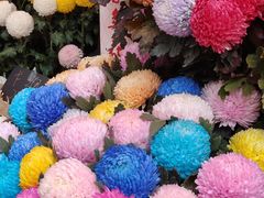 -越秀西湖花市(广州城市广场花卉店)