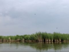 -哈素海