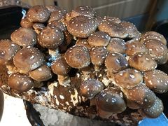 -火鳳祥美蛙牛肉自助(青悦城店)