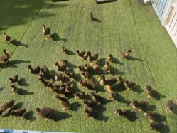 -萌宠亲子动物乐园(槐房万达店)