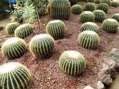 -呀路古热带植物园