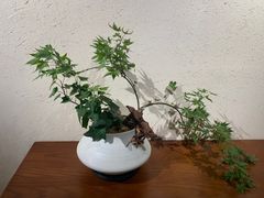 -五代同糖·甜品糖水店(河下古镇店)