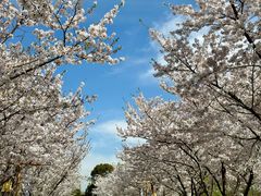 -长田漾湿地公园
