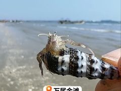 -万尾金滩