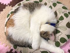 -三花喵·撸猫购宠·宠物生活馆(虹桥南丰城店)