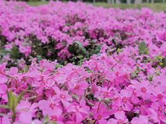 -古柏渡飞黄旅游区