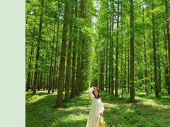 -黄海国家森林公园