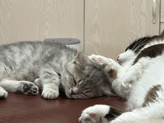 -四月宠物医院·猫专科·心脏专科·内科(转塘店)